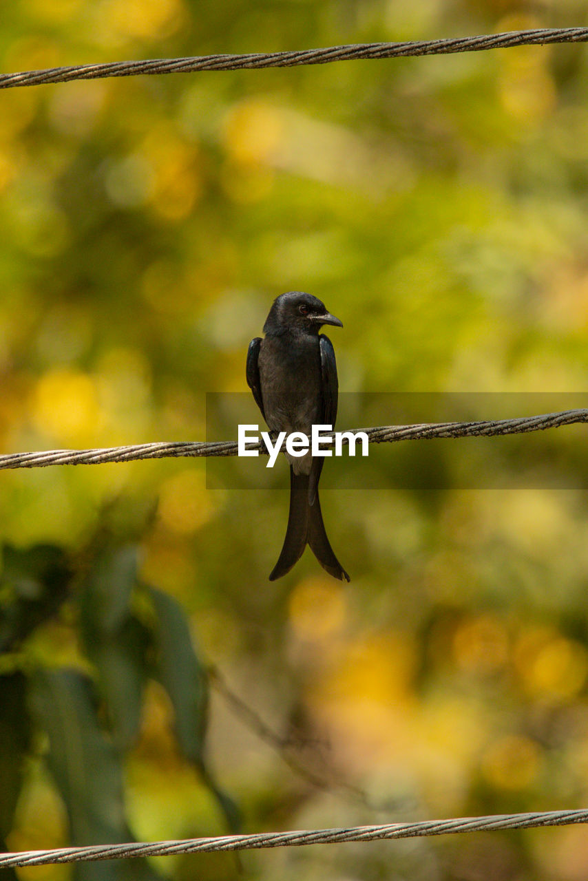 Close-up of bird perching on twig