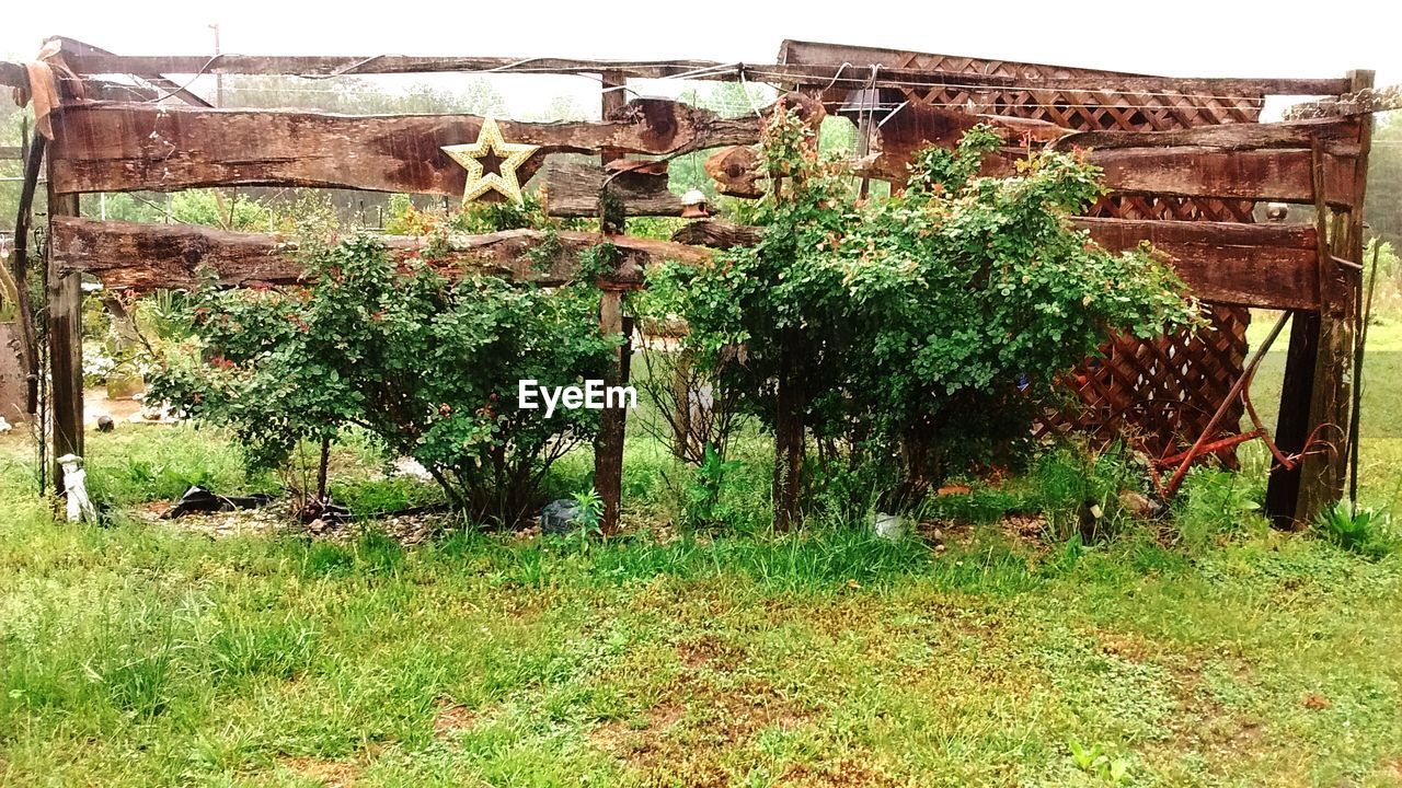 VIEW OF PLANTS IN BACKYARD