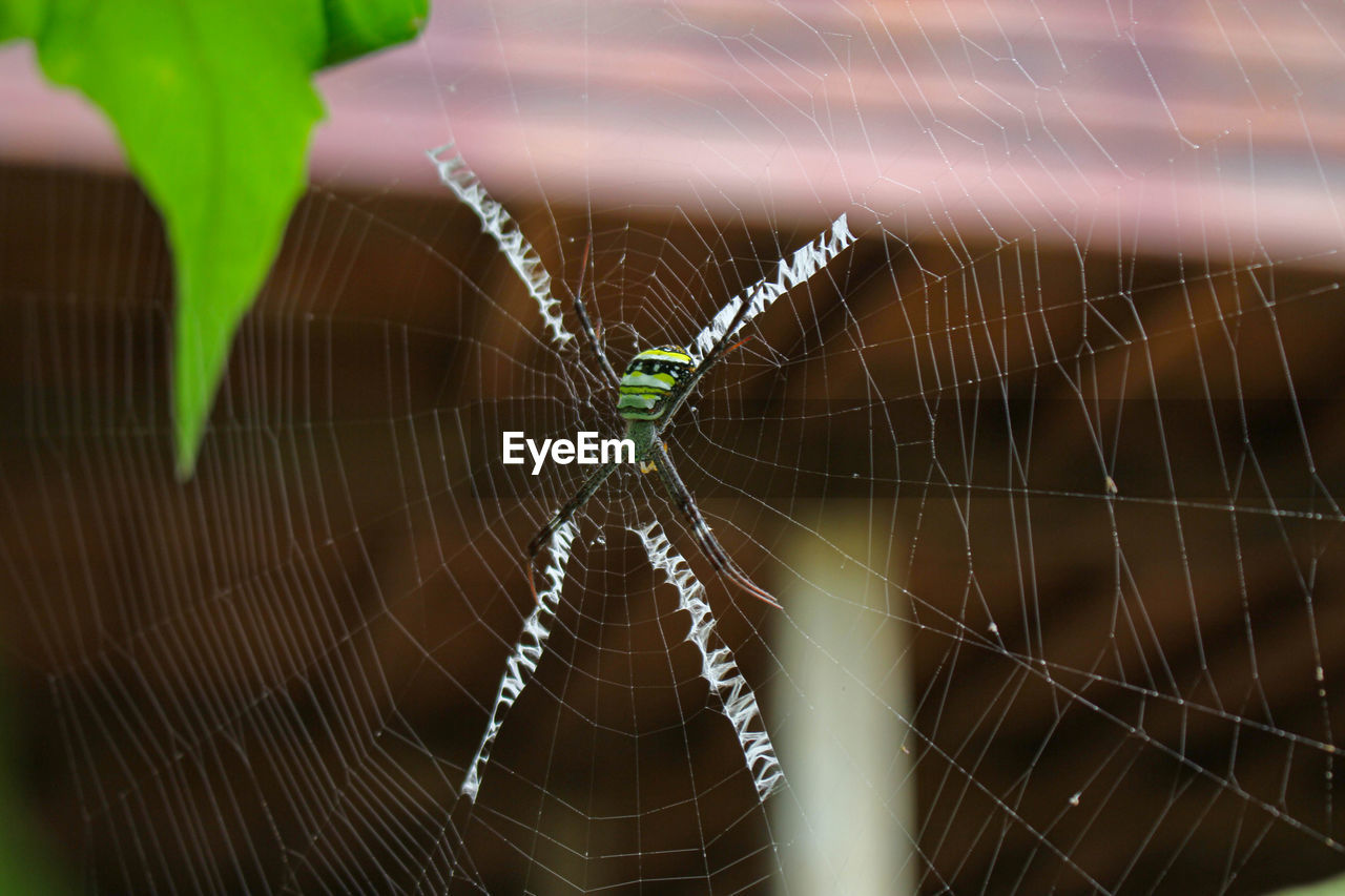 VIEW OF SPIDER WEB