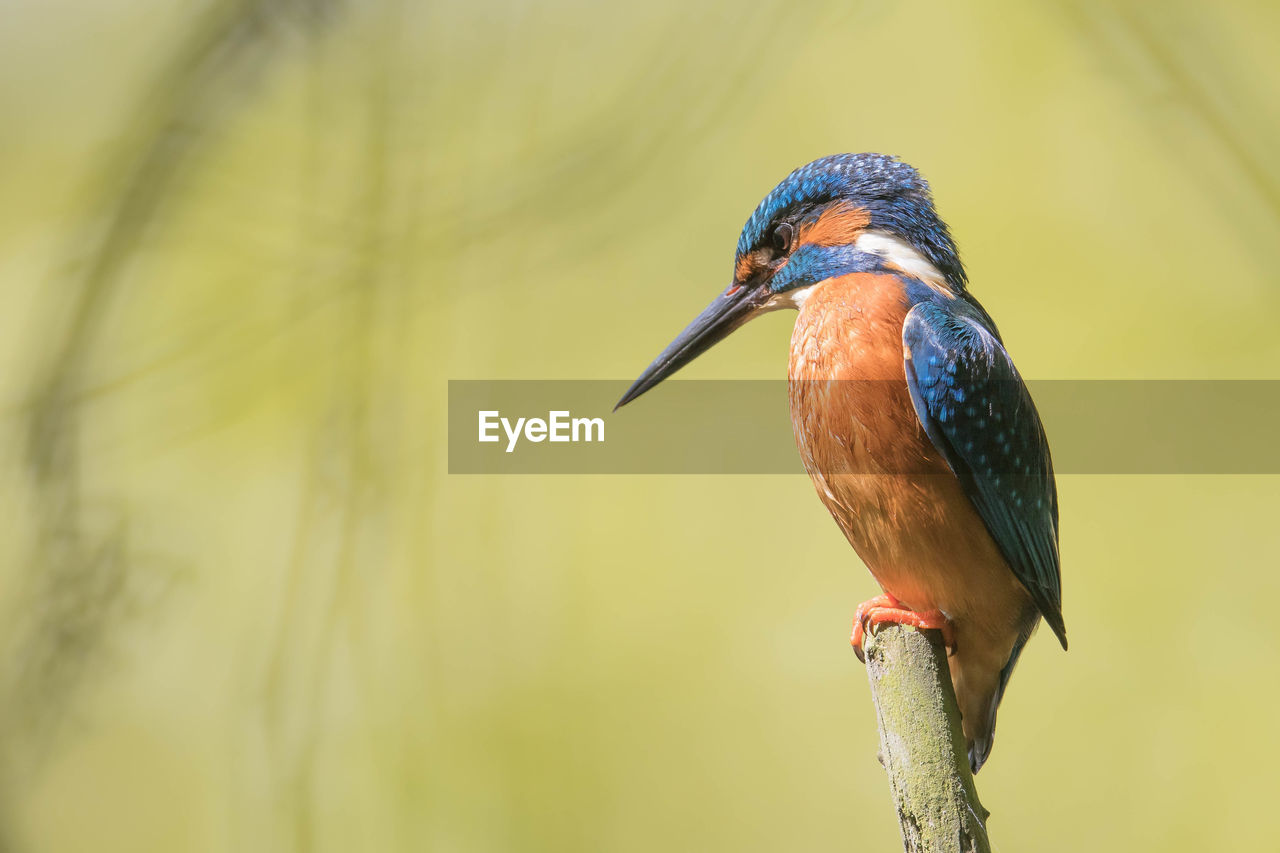 Close-up of kingfisher