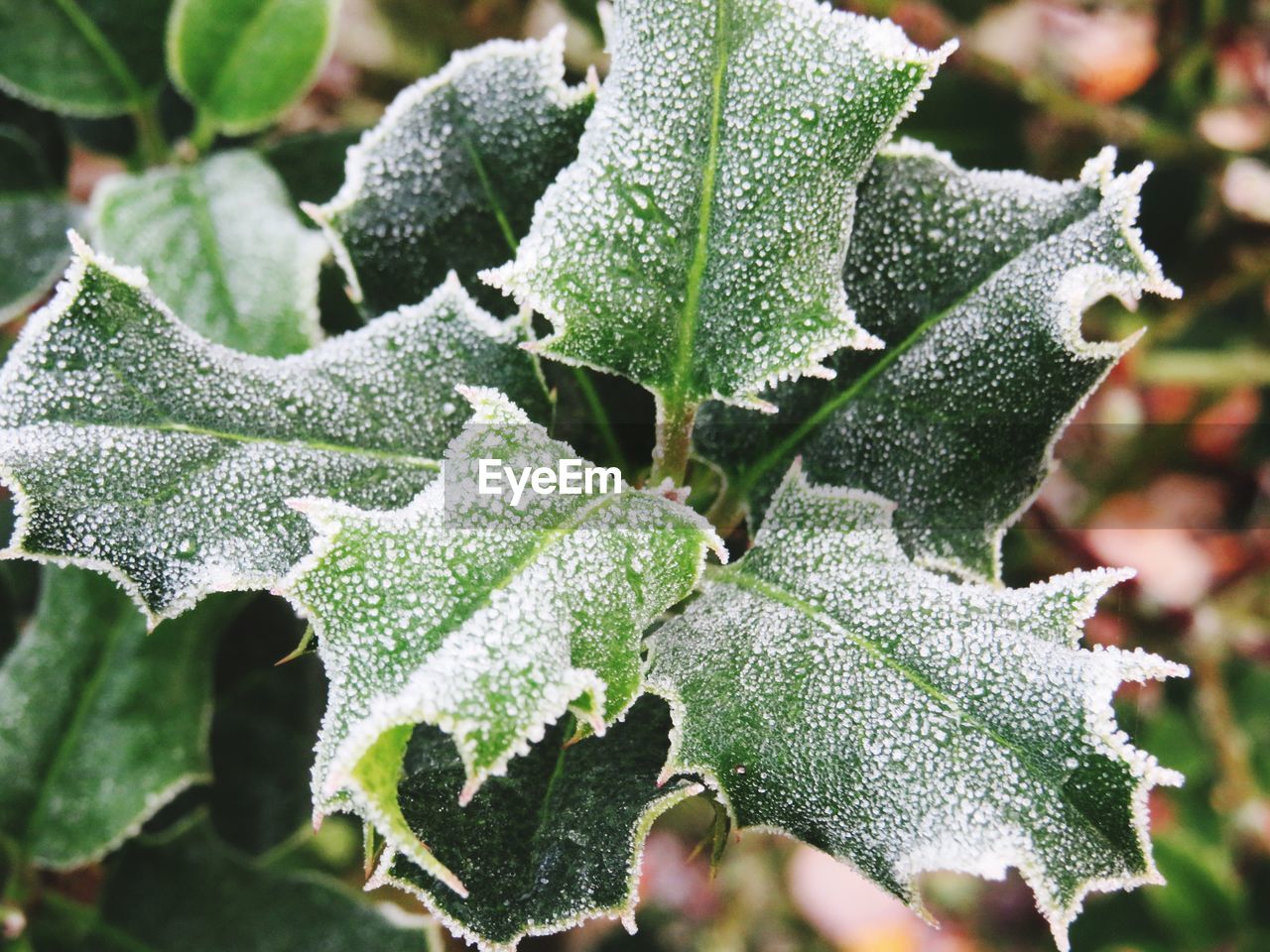 CLOSE-UP OF WET PLANT LEAVES DURING WINTER