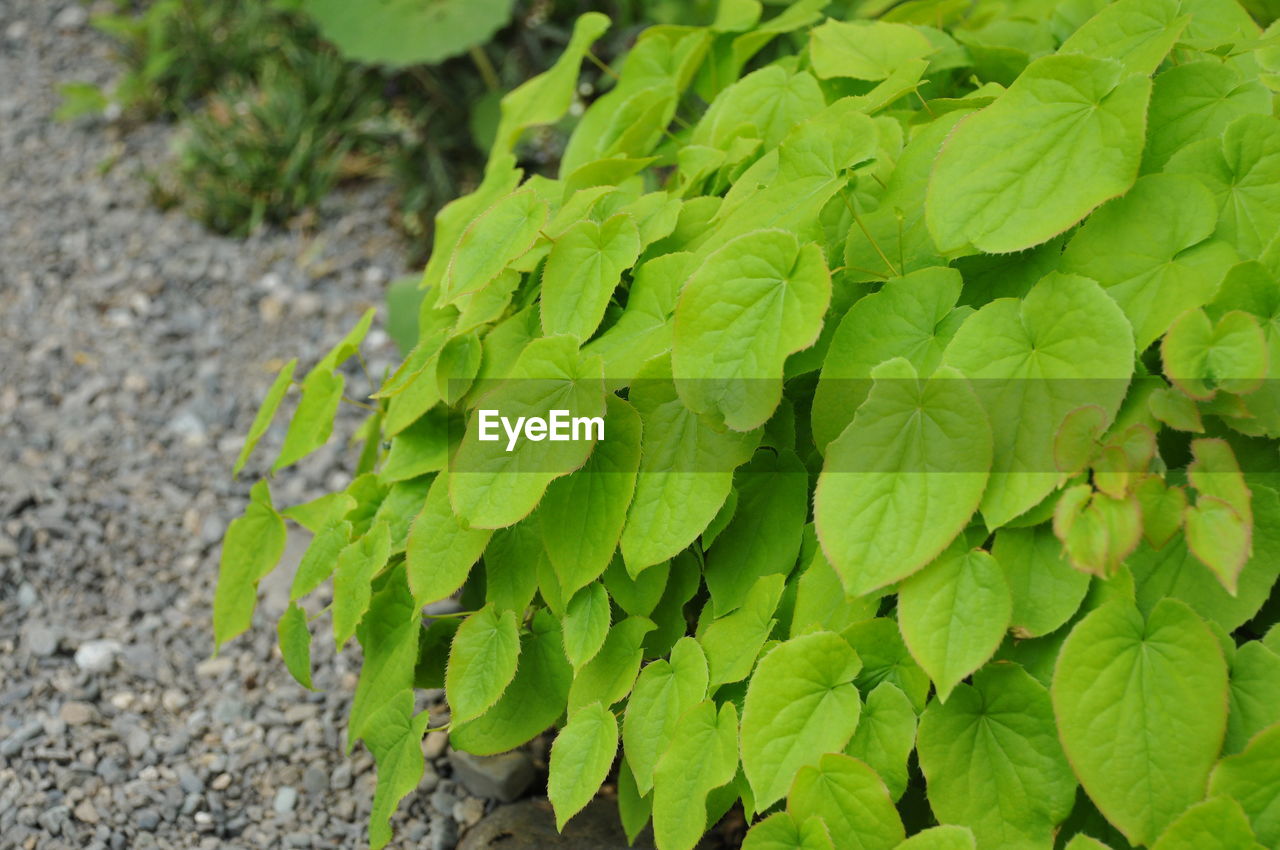 HIGH ANGLE VIEW OF FRESH GREEN PLANT IN FIELD