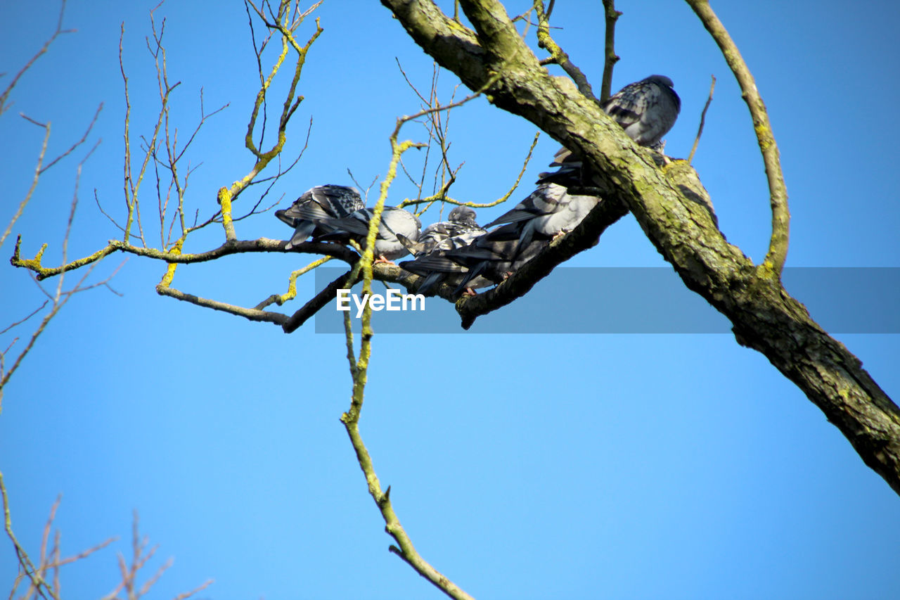 LOW ANGLE VIEW OF BIRD ON TREE AGAINST CLEAR BLUE SKY