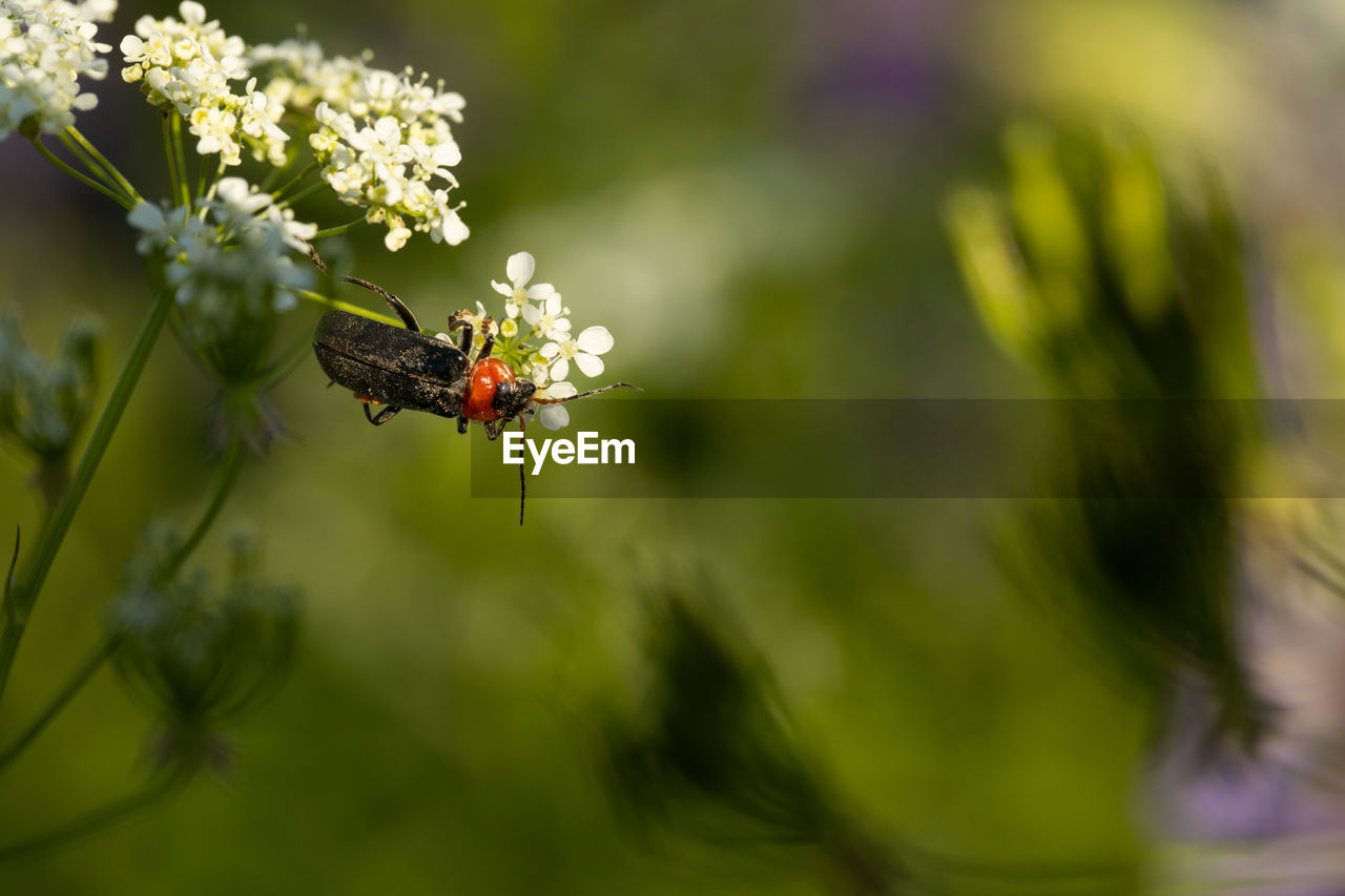 CLOSE-UP OF BUTTERFLY ON RED FLOWER