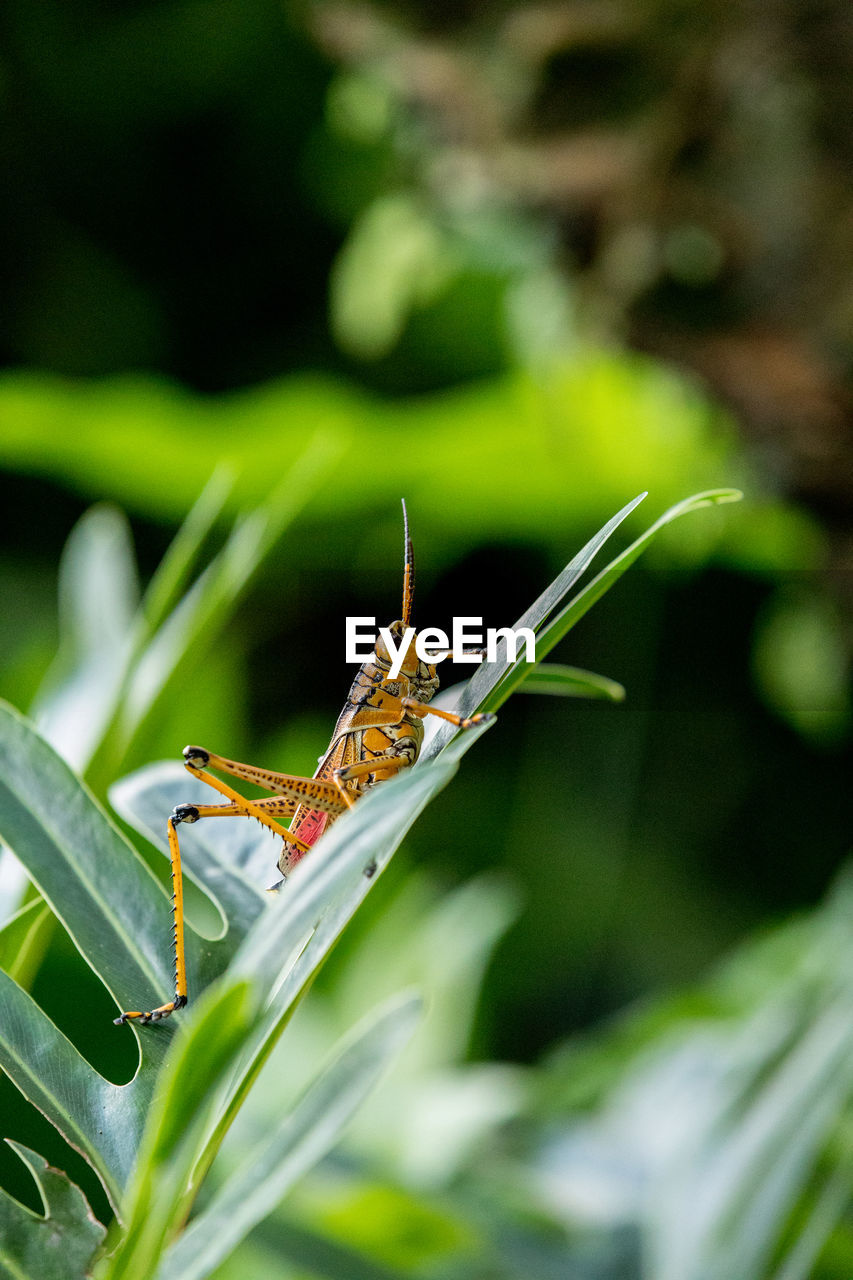 Orange. yellow and red eastern lubber grasshopper romalea microptera also called romalea guttata 