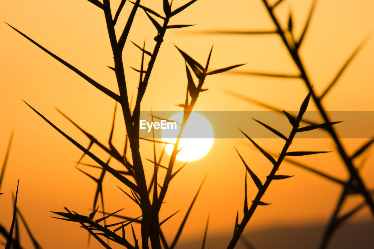 Sunset seen through twig