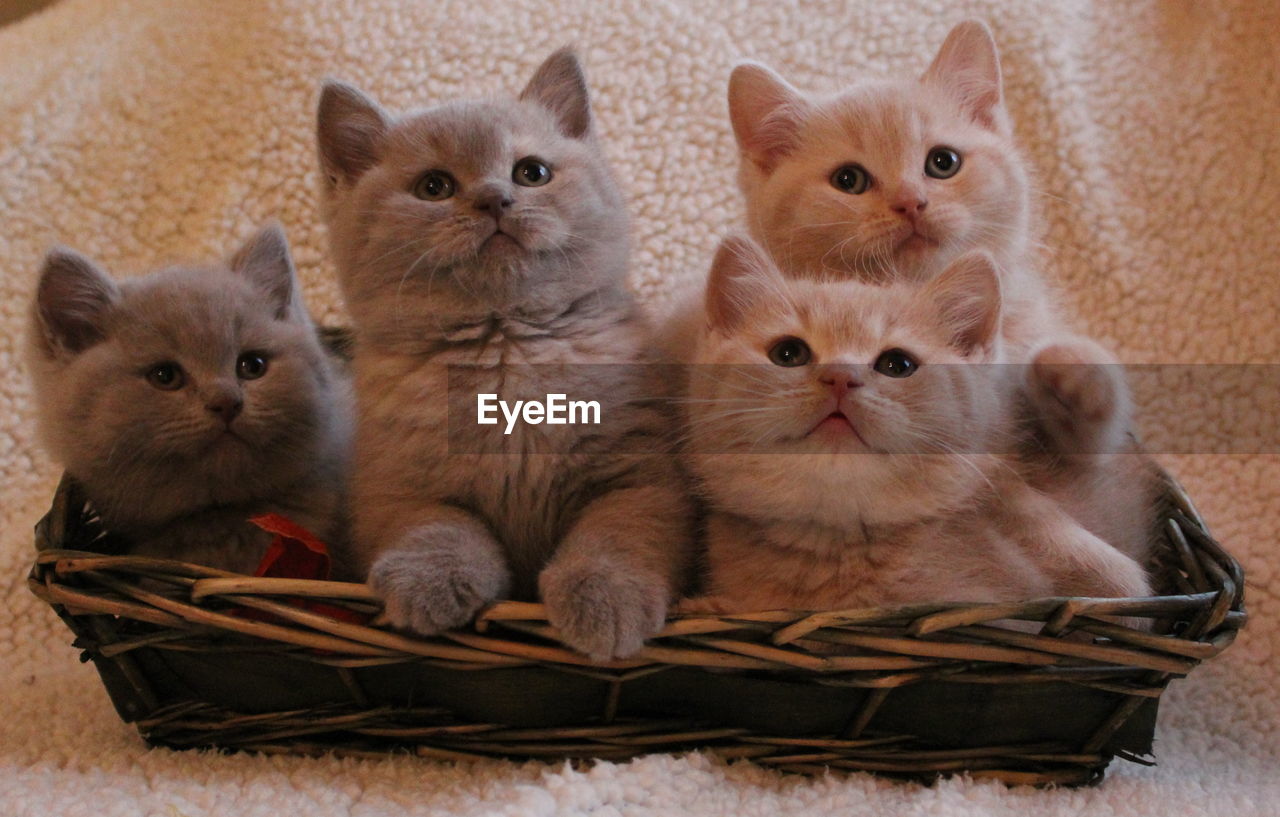 Close-up of cute kittens in basket on rug at home