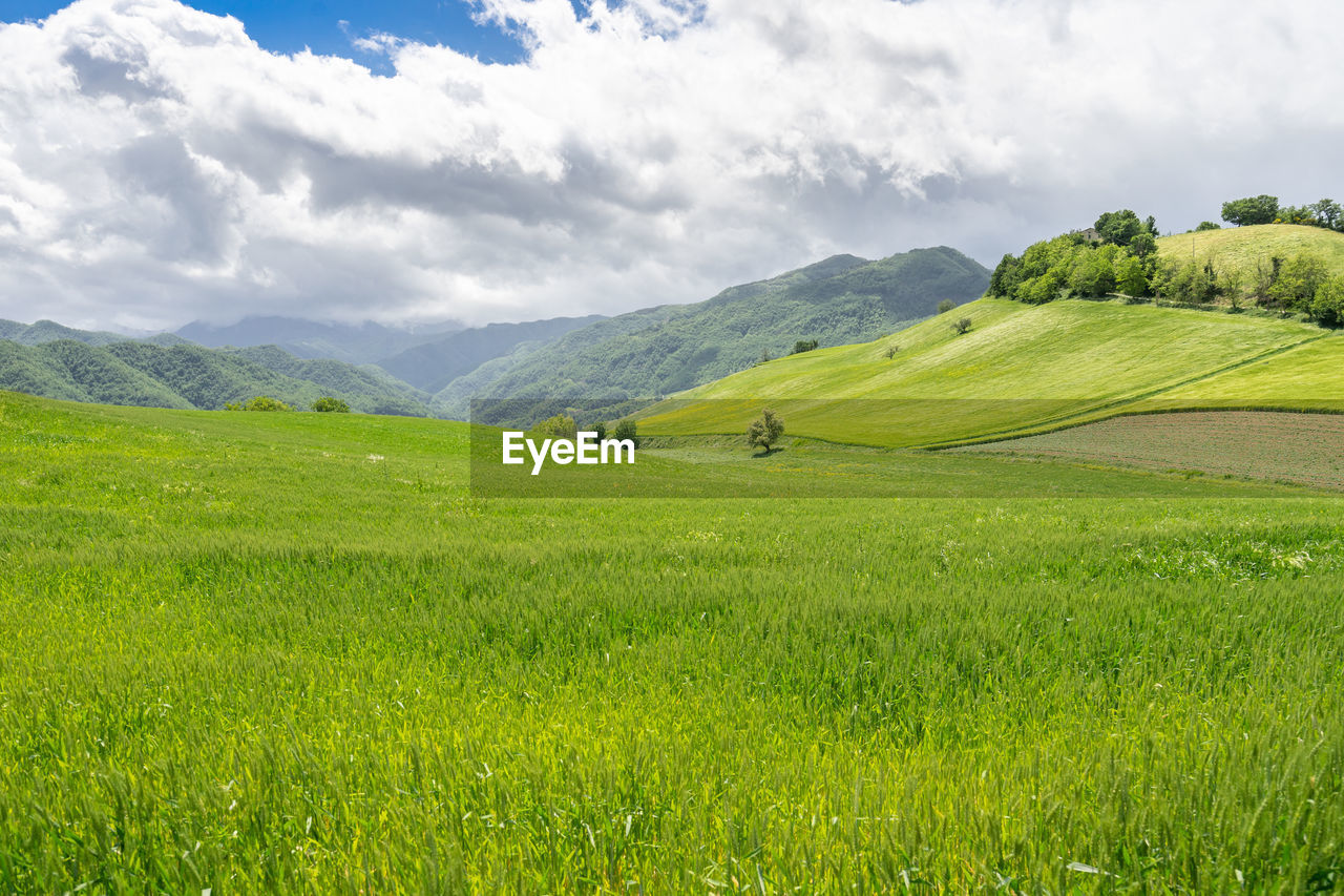 Green cultivated hills of romagna