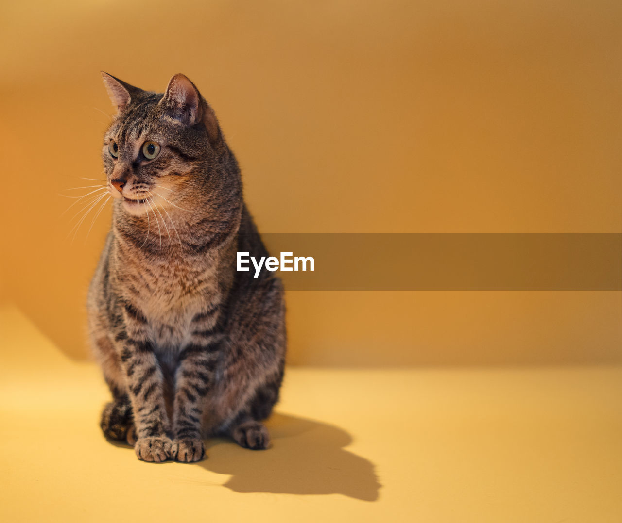 CLOSE-UP OF CAT SITTING AGAINST ORANGE WALL