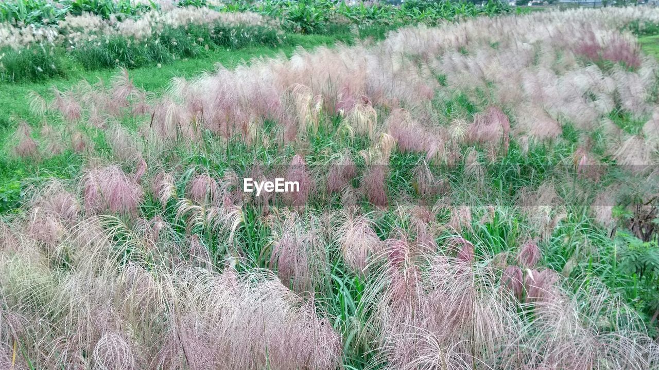 PLANTS GROWING ON FIELD