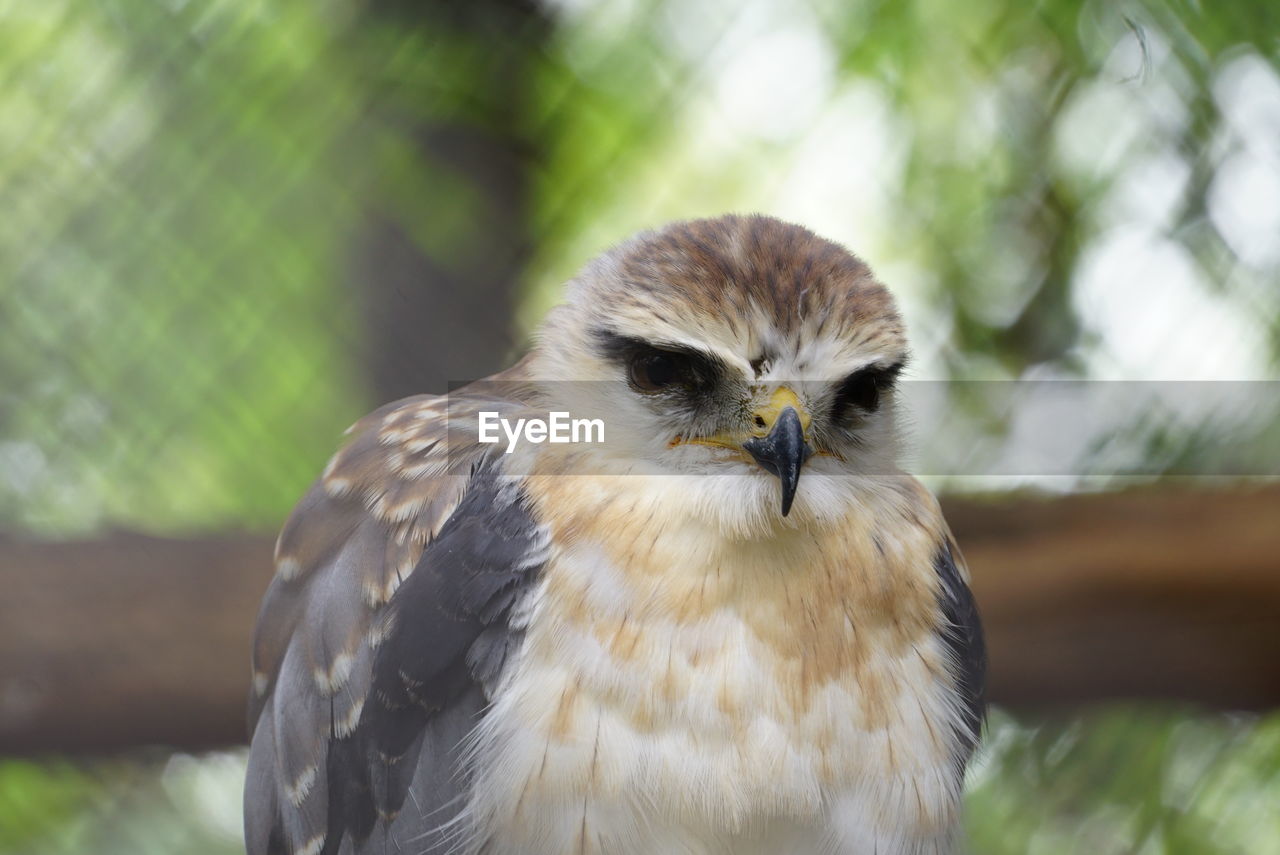 Close-up portrait of ferruginous hawk