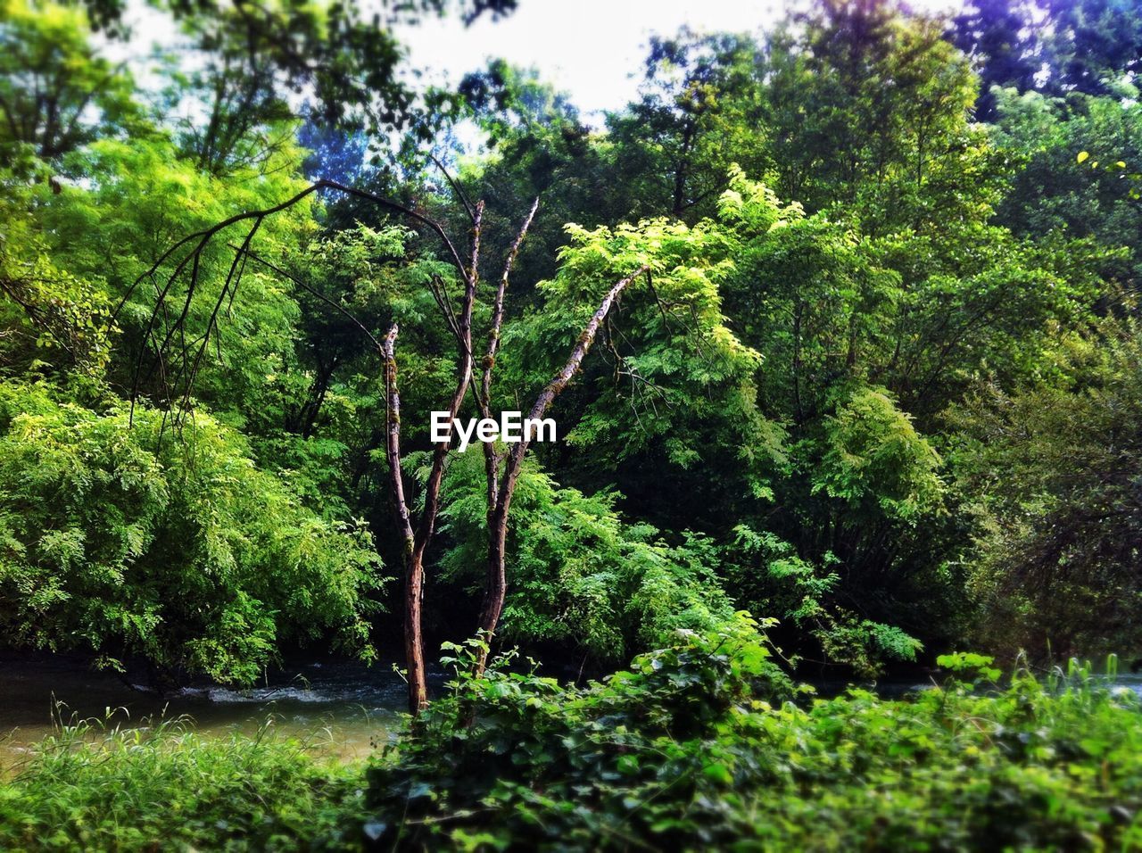 View of trees in forest