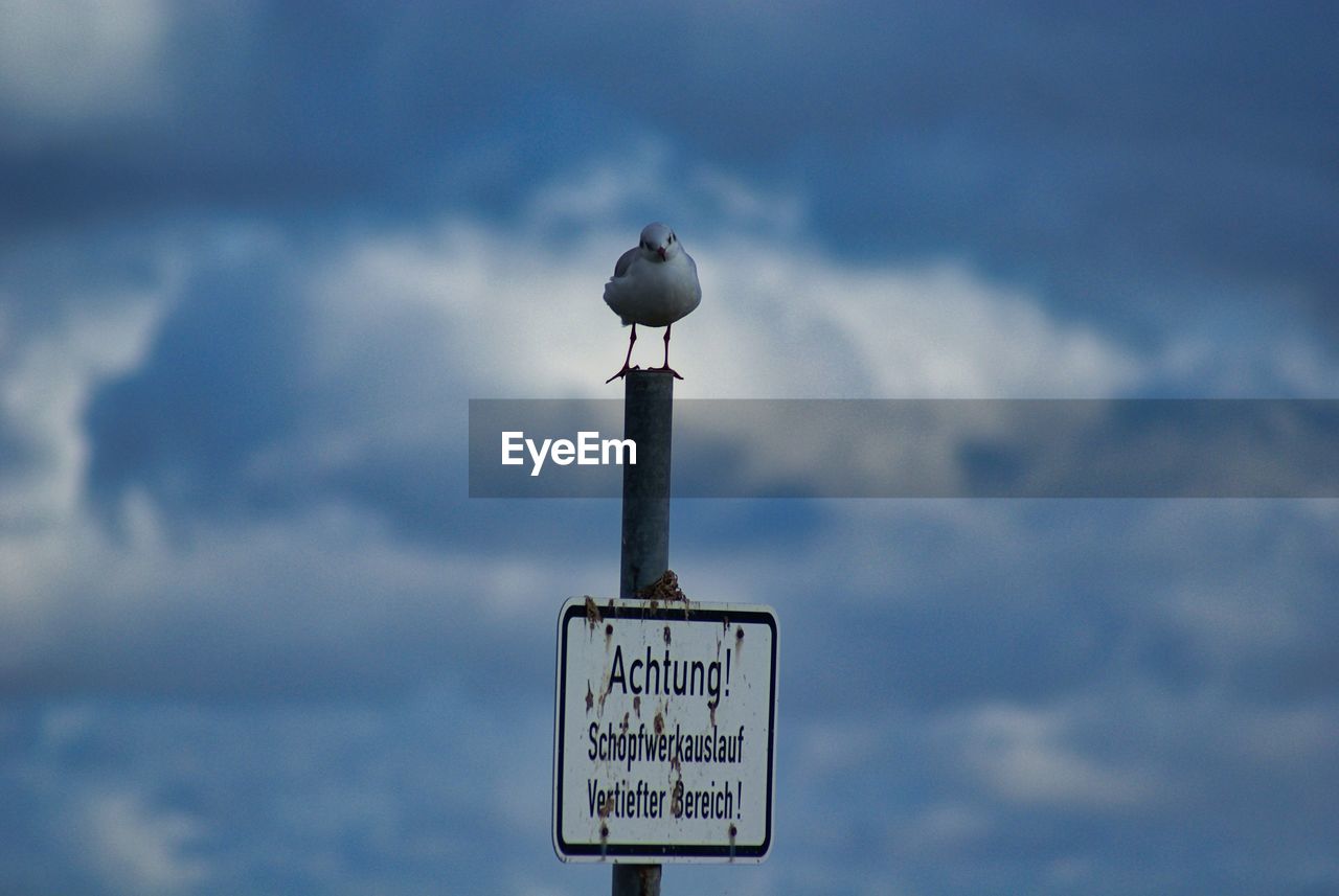 VIEW OF SEAGULL PERCHING ON A SIGN
