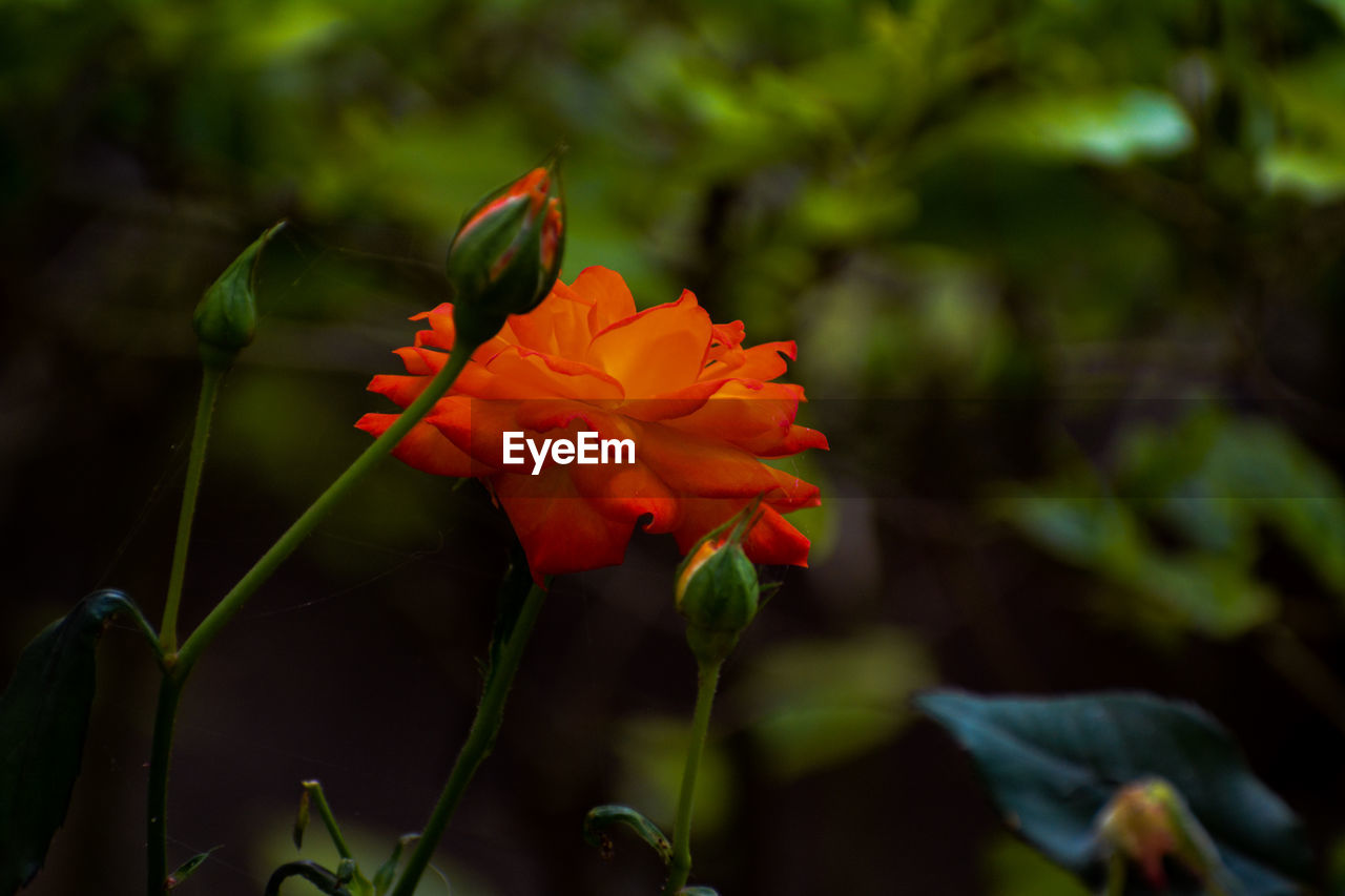 CLOSE-UP OF ORANGE FLOWER AGAINST PLANTS