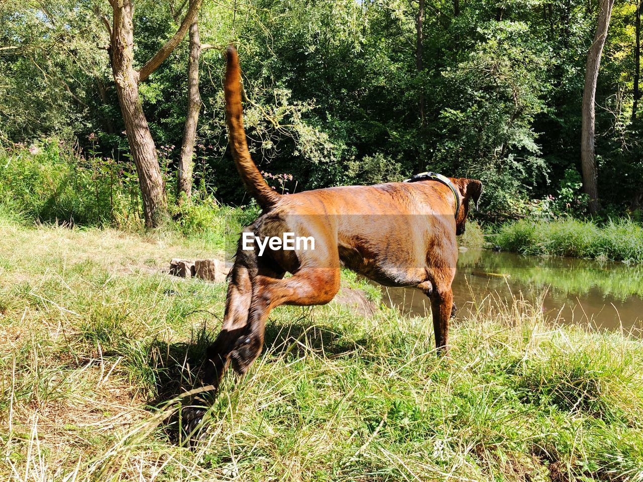 BROWN HORSE IN A FIELD