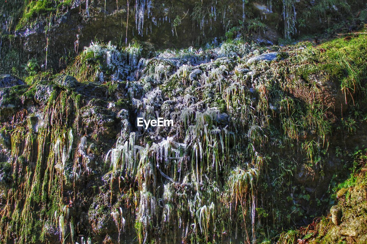 PLANTS GROWING BY STREAM