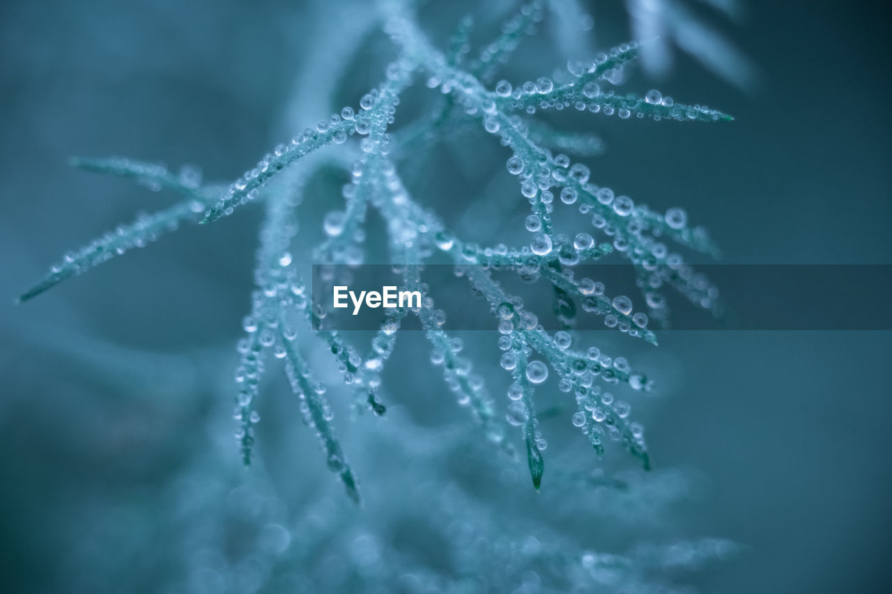 Water droplets on a leaf, beautiful natural background