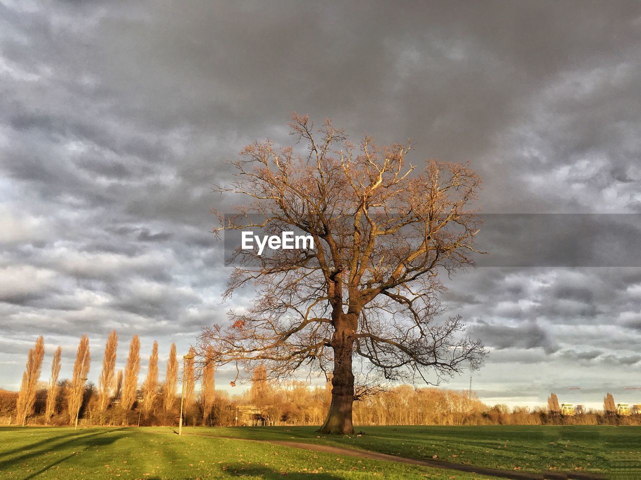 Tree in field against cloudy sky
