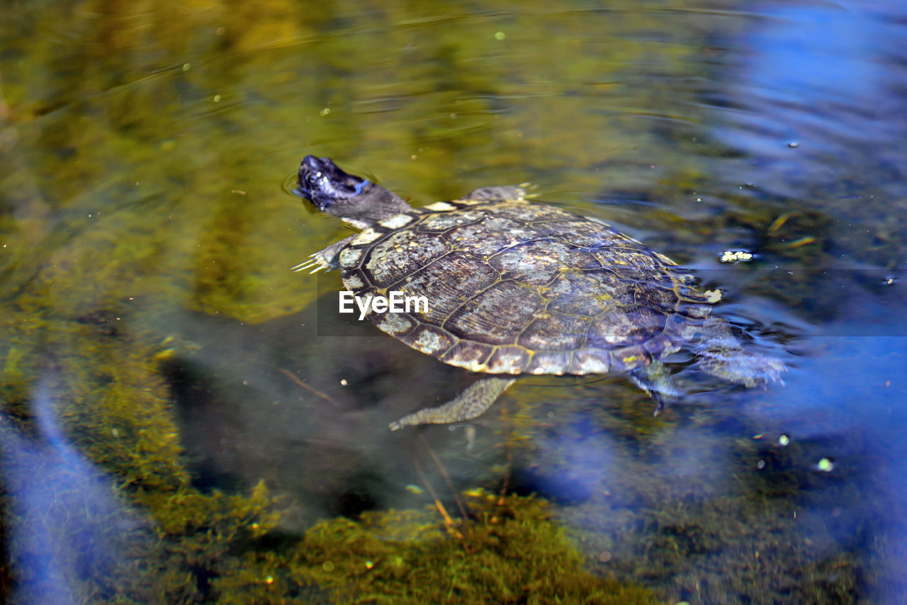 HIGH ANGLE VIEW OF DUCK SWIMMING IN LAKE