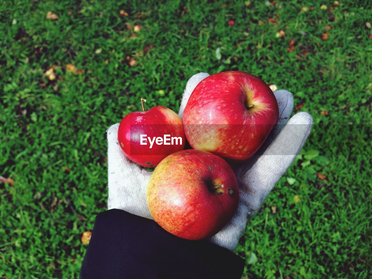 Cropped hand holding apples over grassy field