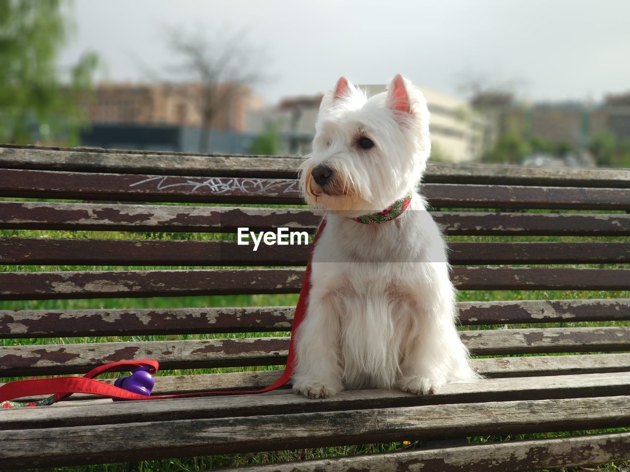 Tula sitting on bench in park