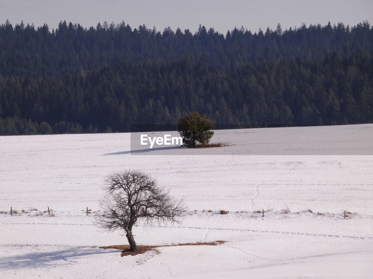 Trees on snow covered field