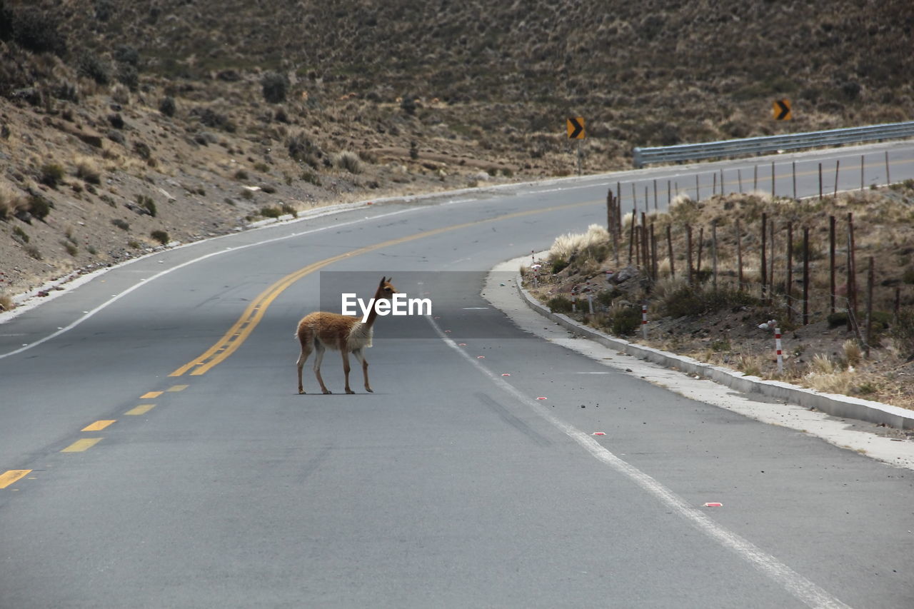 Mammal standing on road