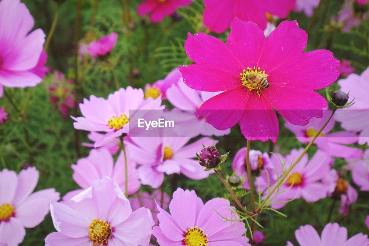 CLOSE-UP OF COSMOS FLOWERS BLOOMING OUTDOORS
