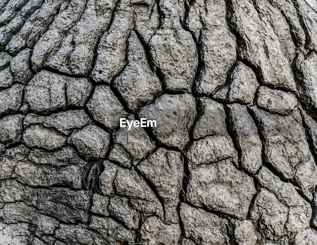 Full frame shot of cracked tree stump