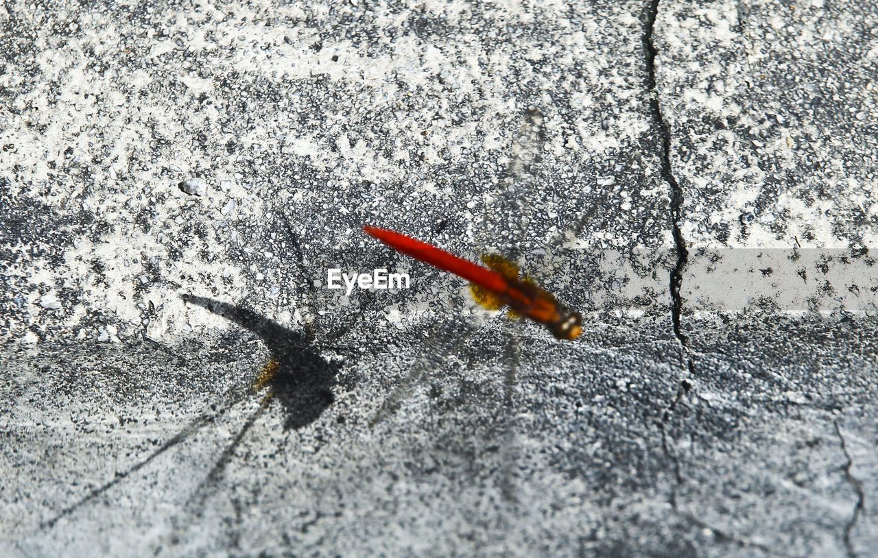 HIGH ANGLE VIEW OF INSECT ON FROZEN LEAF