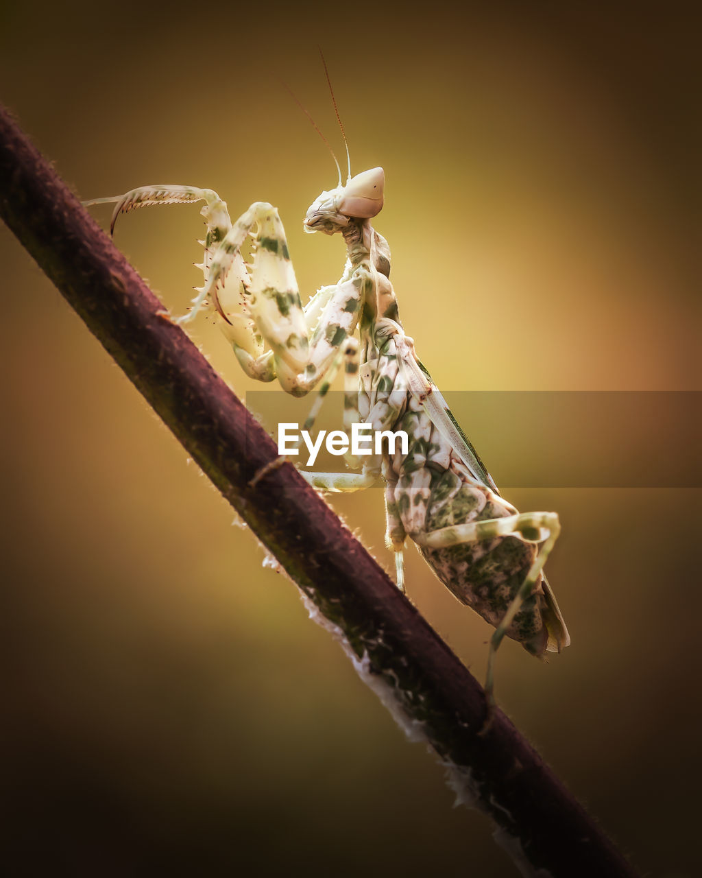 Defensive pose of praying mantis on a twig