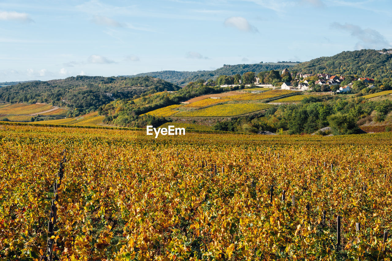 landscape, land, environment, plant, field, scenics - nature, rural scene, beauty in nature, sky, agriculture, flower, growth, nature, rural area, tranquility, crop, mountain, tranquil scene, farm, autumn, cloud, day, meadow, tree, no people, flowering plant, prairie, idyllic, non-urban scene, freshness, outdoors, leaf, wildflower, food and drink, plain, food, grassland, yellow, mountain range, sunlight, grass, green, abundance