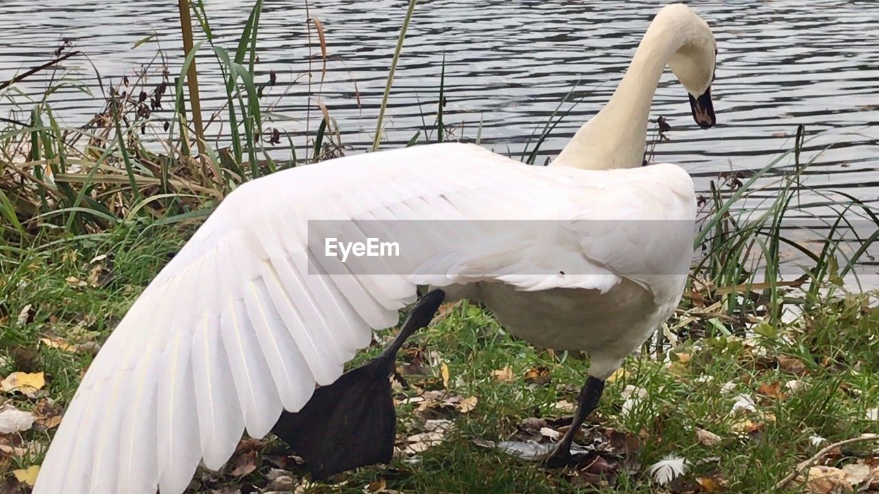 VIEW OF SWAN ON WATER