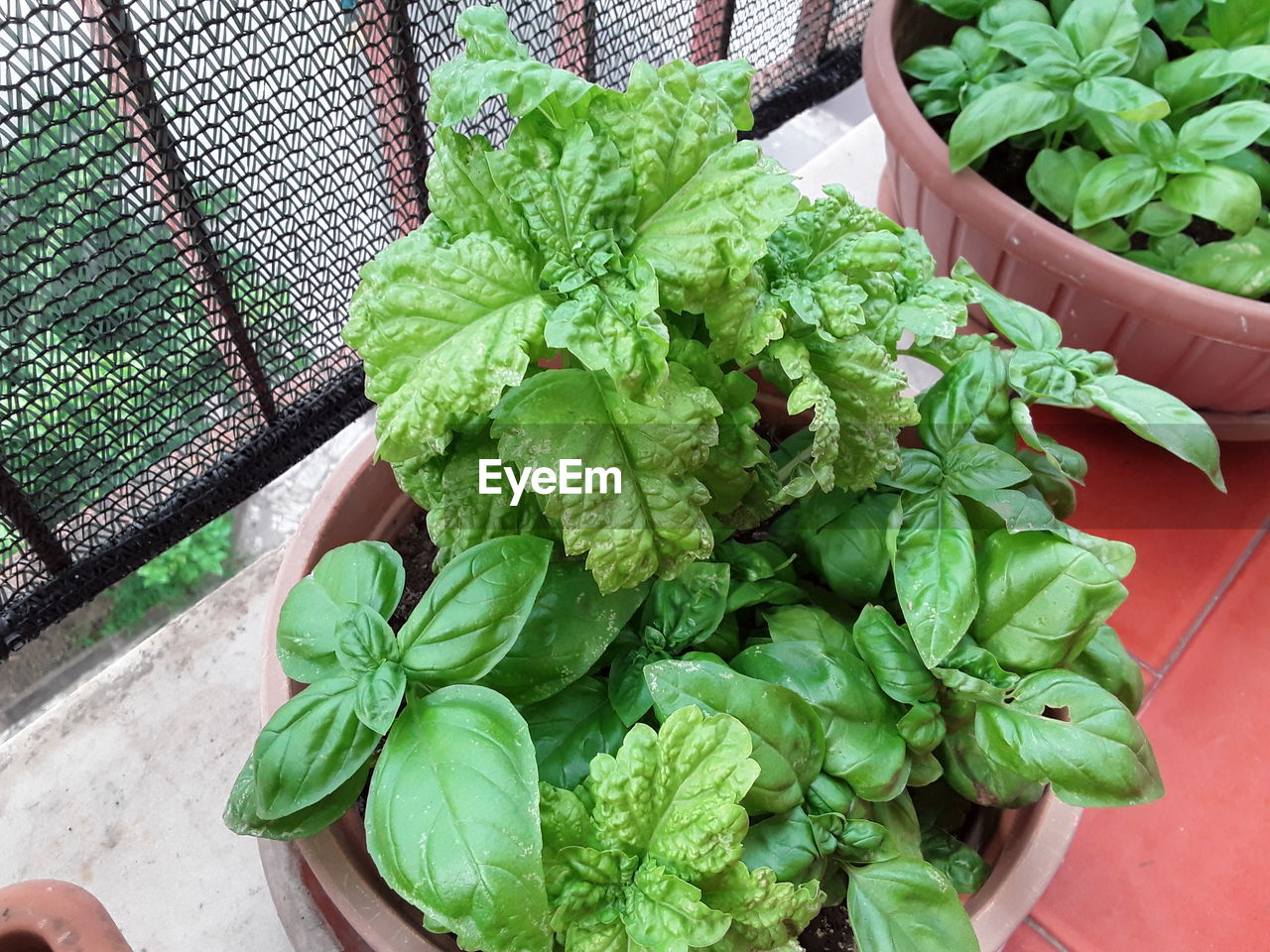 High angle view of leaves in basket on table