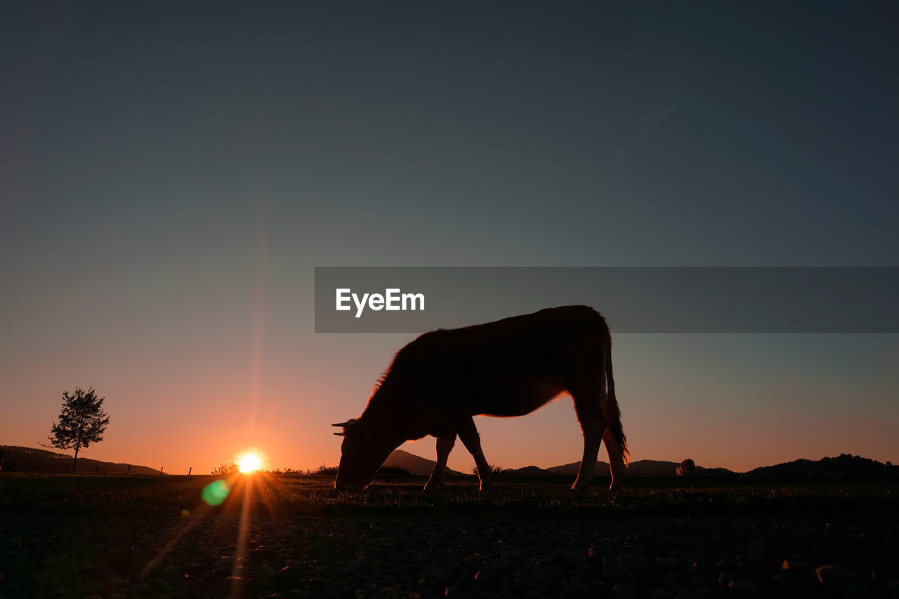 horse standing on field against sky during sunset
