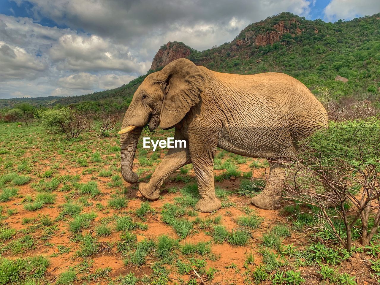 VIEW OF ELEPHANT ON LAND