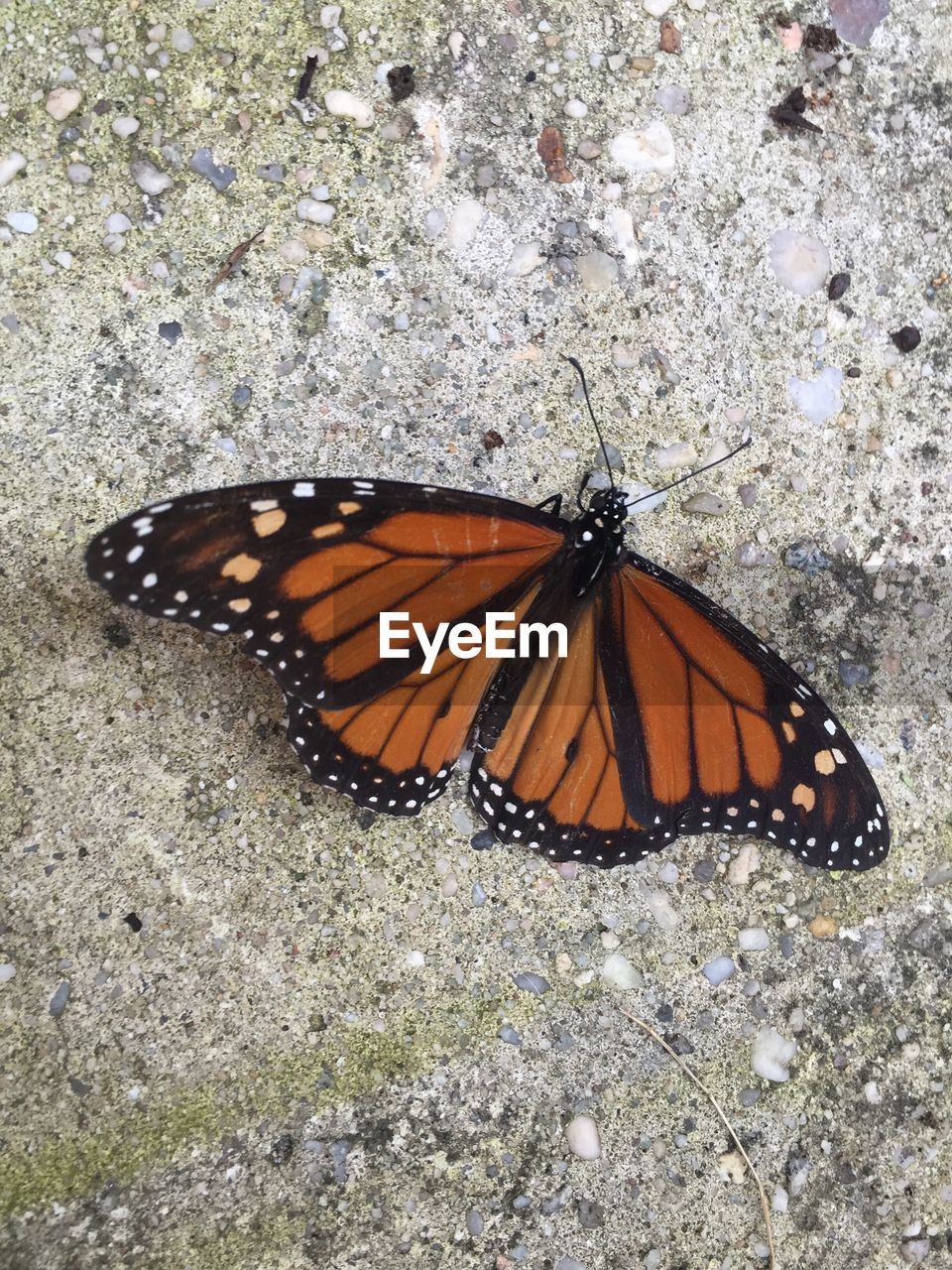 HIGH ANGLE VIEW OF BUTTERFLY ON FLOWERS