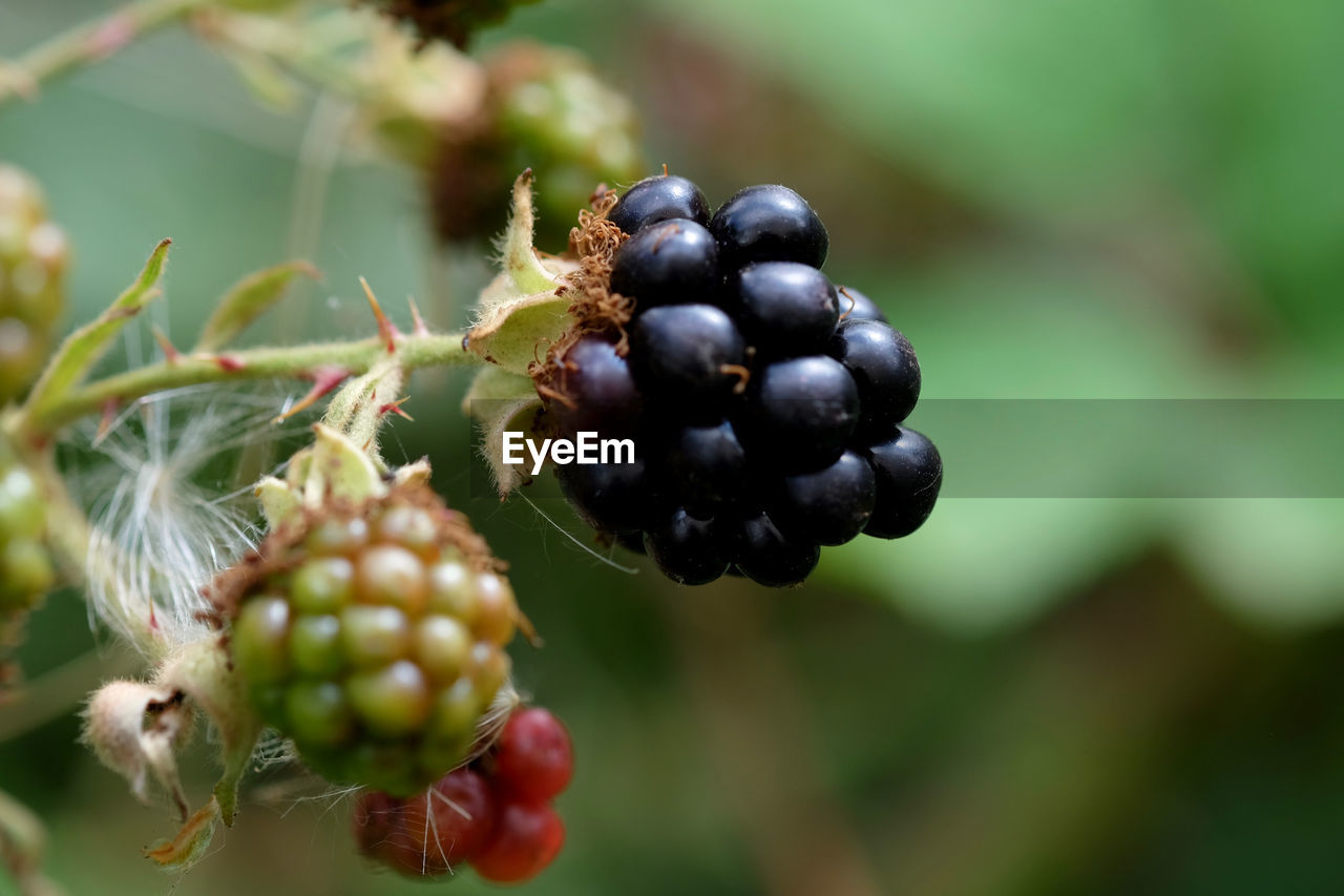 CLOSE-UP OF BERRIES ON PLANT