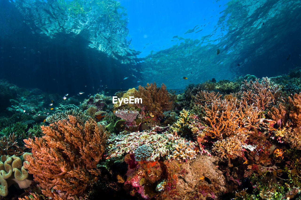 View of fish in sea