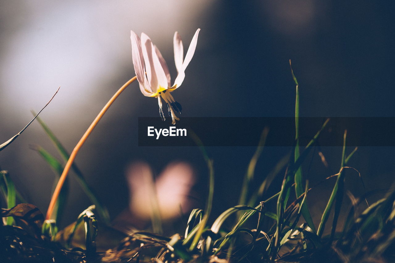 Flower growing on field