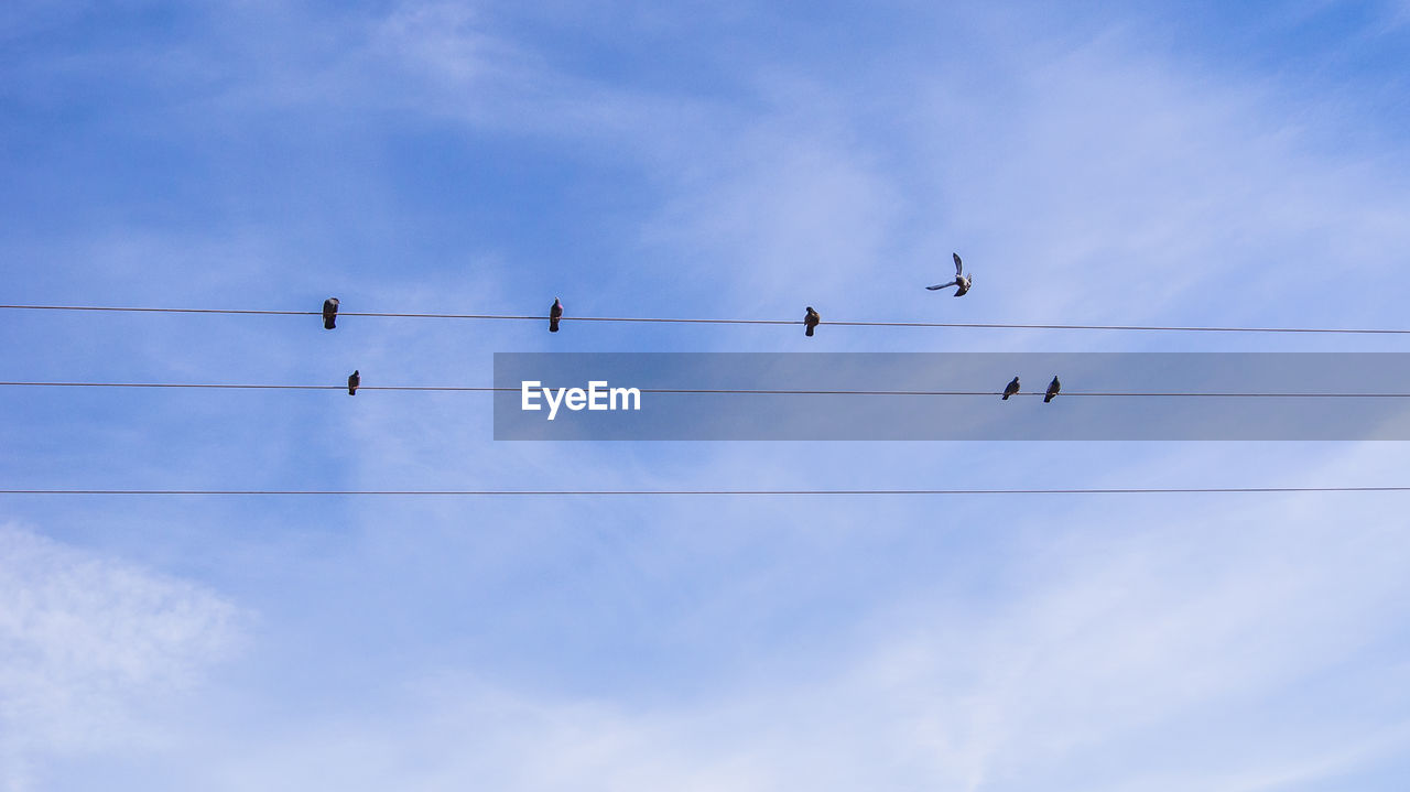Low angle view of birds on power lines against blue sky