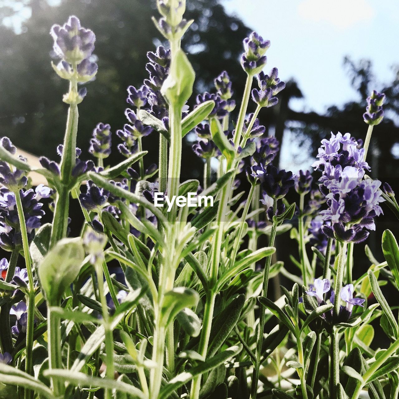 CLOSE UP OF PURPLE FLOWERING PLANT