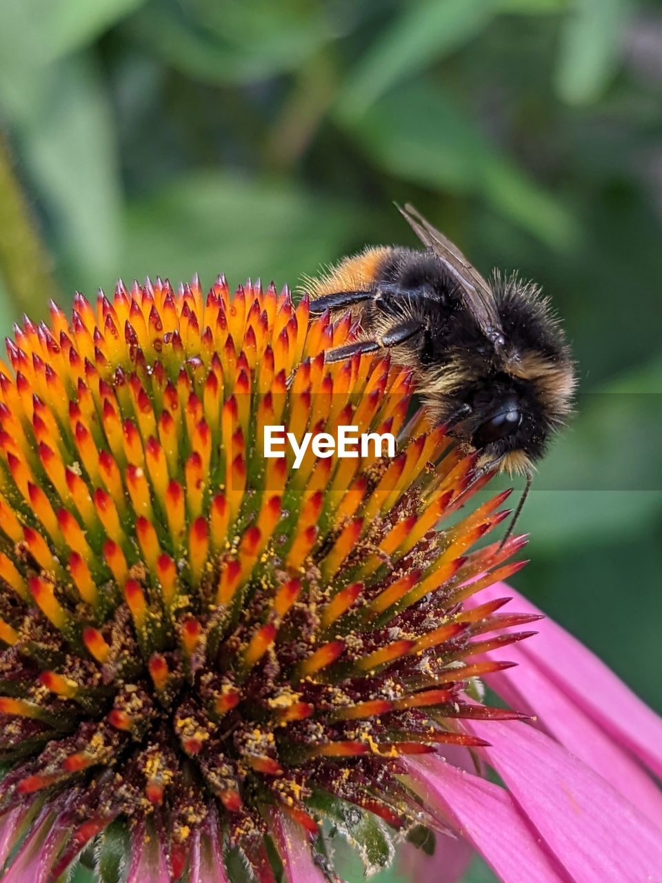 flower, flowering plant, animal themes, beauty in nature, animal, flower head, plant, insect, close-up, freshness, one animal, animal wildlife, bee, fragility, petal, wildlife, nature, pollination, inflorescence, pollen, honey bee, growth, focus on foreground, no people, macro photography, outdoors, day, symbiotic relationship