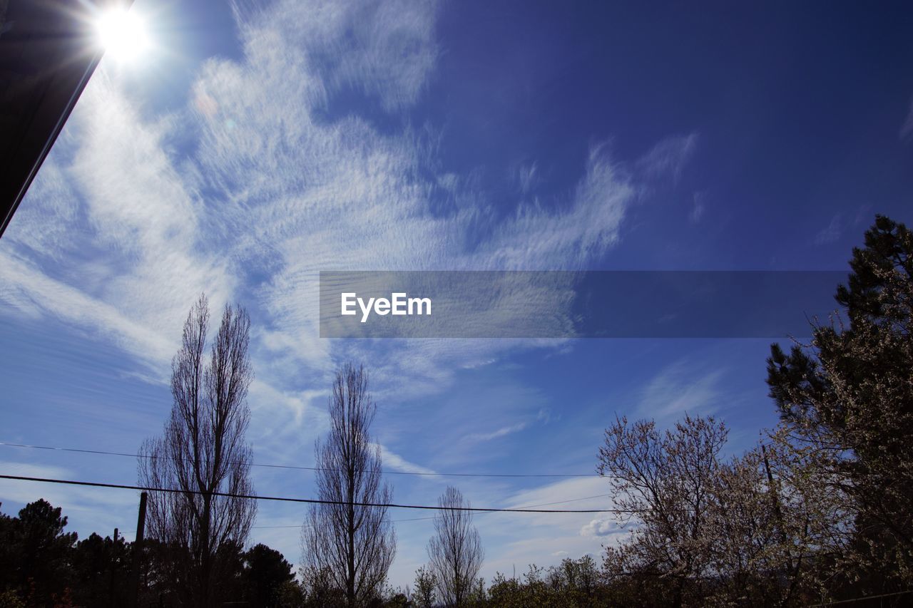 LOW ANGLE VIEW OF TREES AGAINST SKY