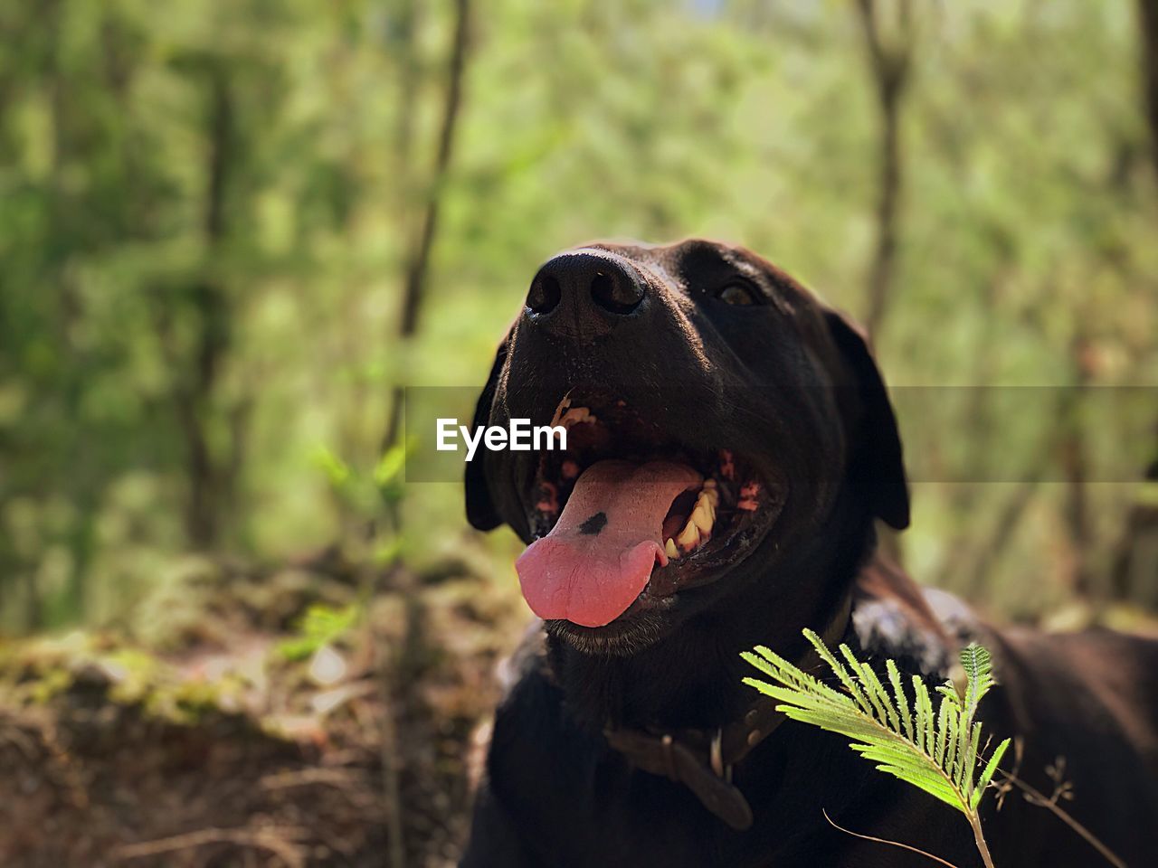 Close-up of dog in forest