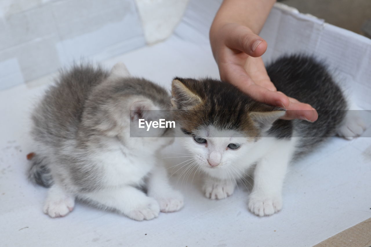 High angle view of kitten