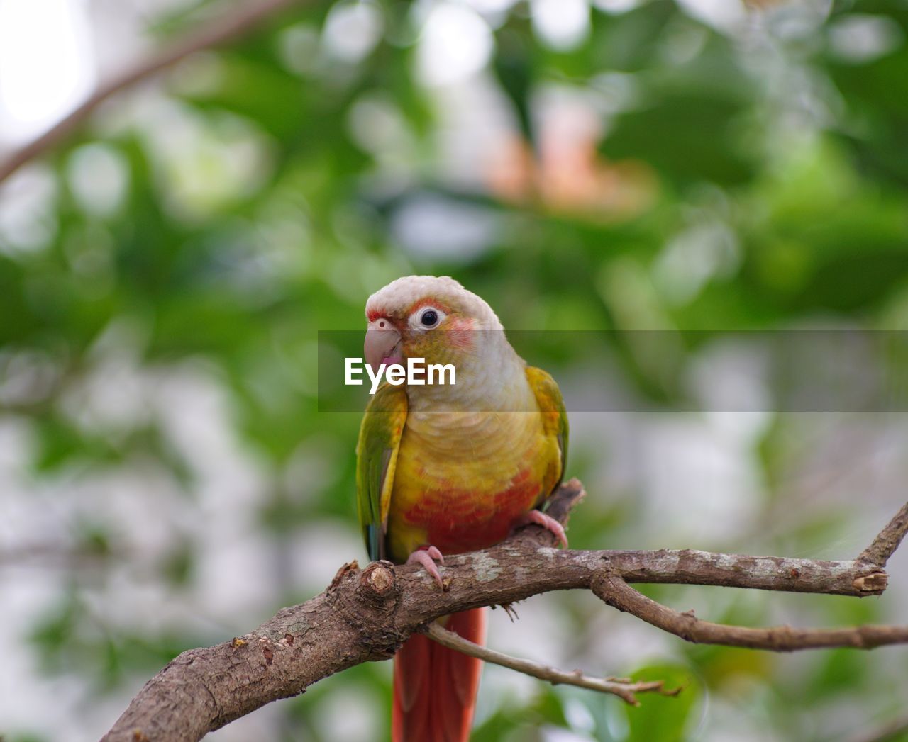 Close-up of parrot perching on branch