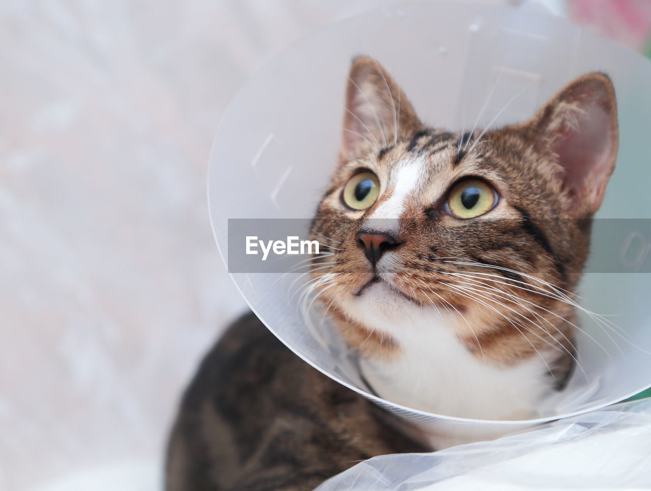 Close-up of cat wearing protective collar