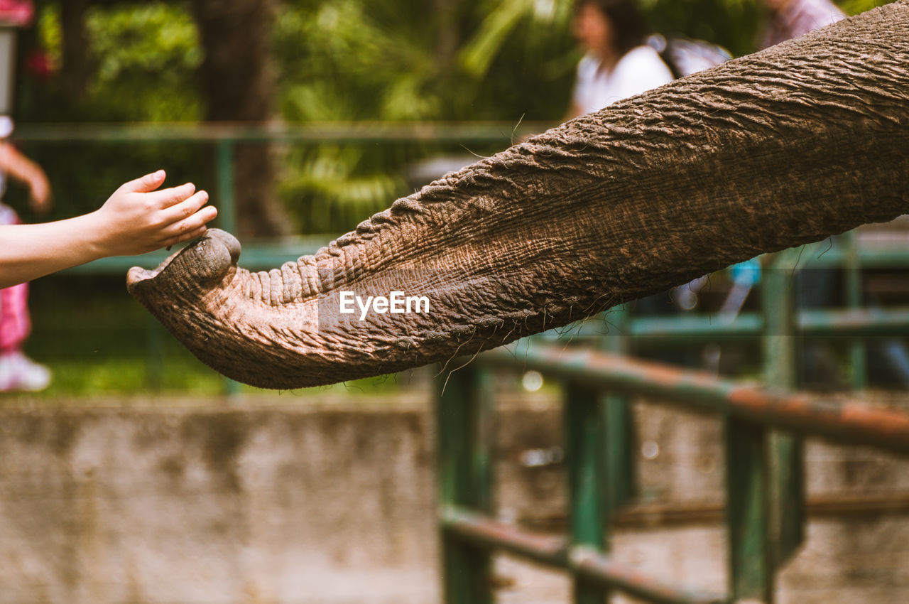 Cropped hand feeding elephant