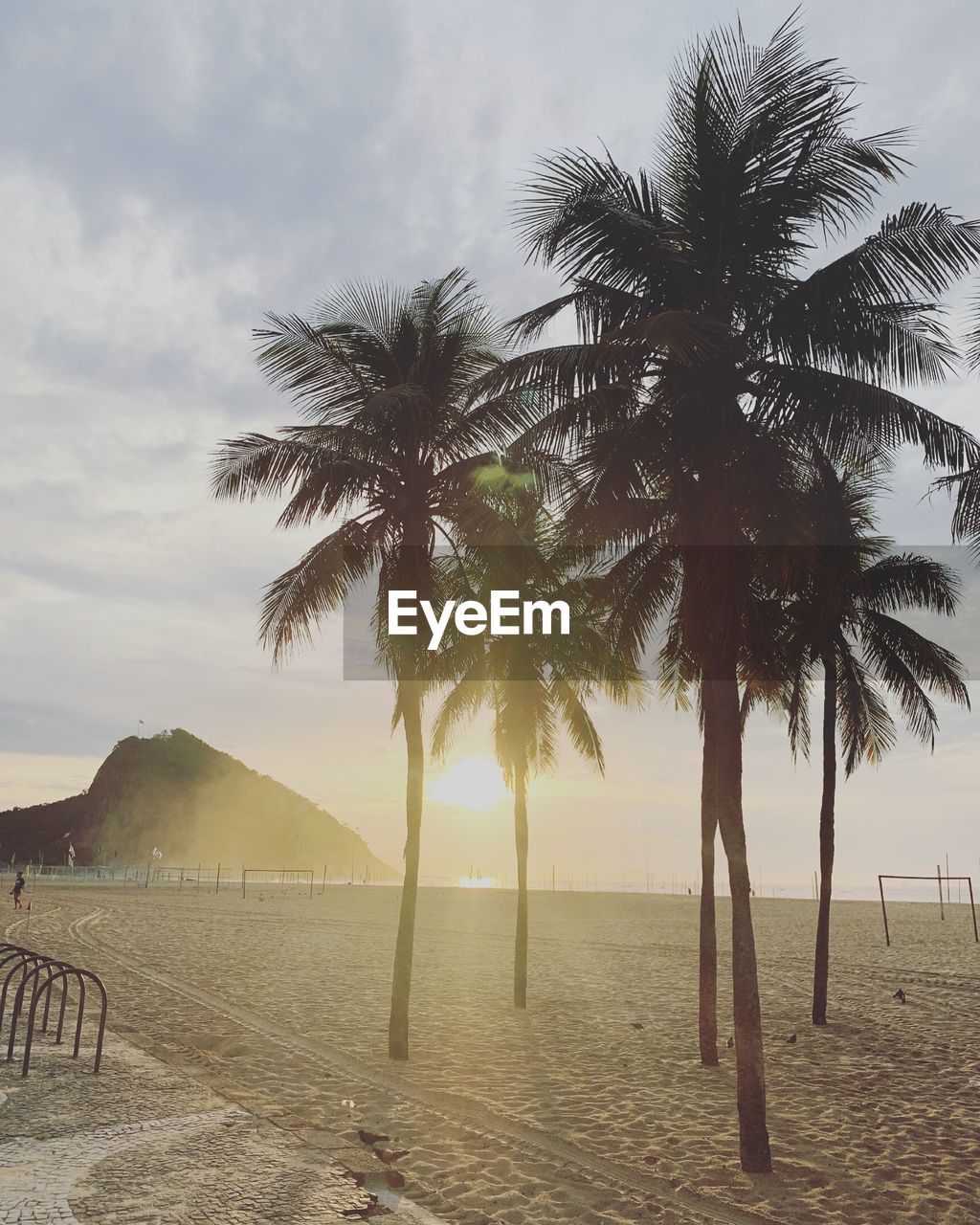 Palm trees on beach against sky